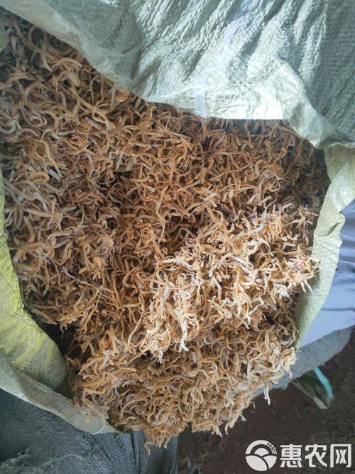 小銀龍魚怎么養(yǎng)及喂養(yǎng)技巧圖解