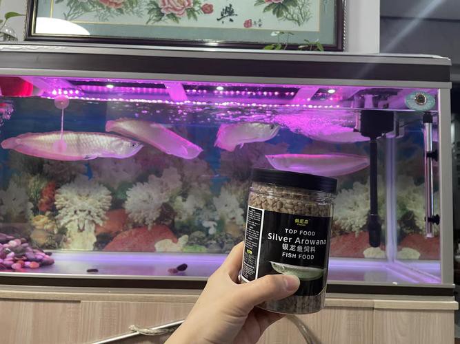 小銀龍魚怎么養(yǎng)及喂養(yǎng)技巧圖解