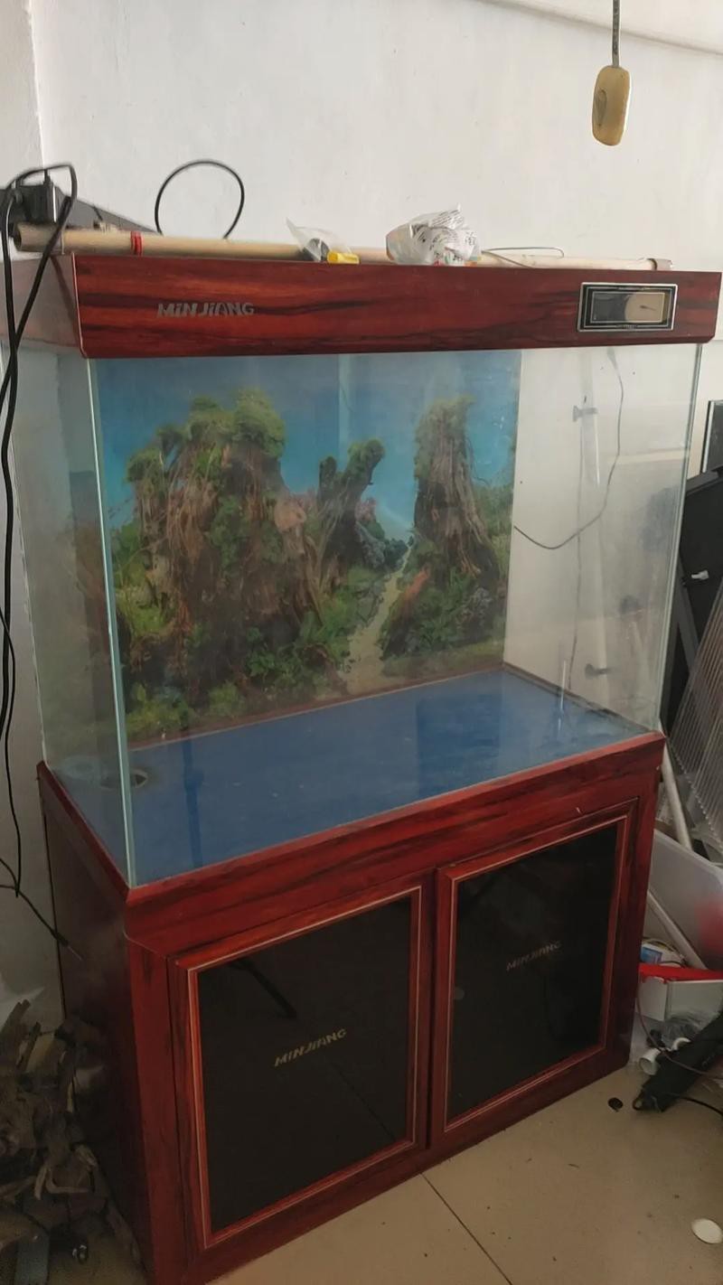 小銀龍魚怎么養(yǎng)及喂養(yǎng)技巧圖解