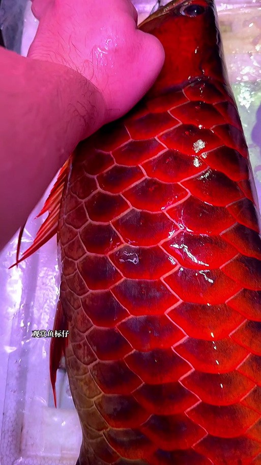 極品紅龍魚頭像圖片大全