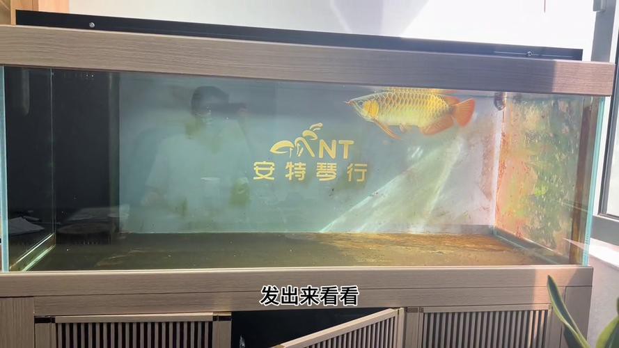 極品紅龍魚頭像圖片大全