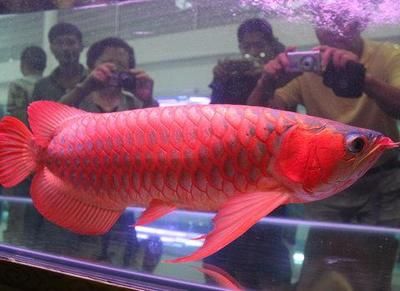 紅龍魚怎么養發色快些（如何讓紅龍魚的發色更快更漂亮） 紅龍魚怎么養發色快些（如何讓紅龍魚的發色更快更漂亮） 龍魚百科 第2張