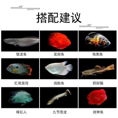 銀龍魚幼魚飼料營養搭配指南：銀龍魚幼魚飼料品牌推薦，銀龍魚幼魚飼料保存技巧