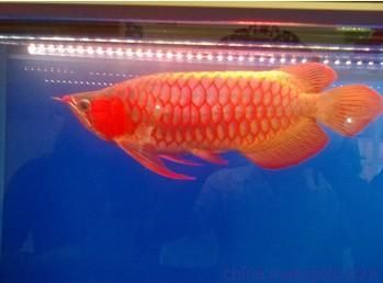 紅龍魚的ph值在多少比較好？：紅龍魚養殖ph值標準