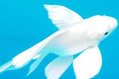 蝴蝶鯉和龍魚可以混養(yǎng)嗎（蝴蝶鯉和龍魚混養(yǎng)的秘訣有三點蝴蝶鯉和龍魚混養(yǎng)的秘訣）