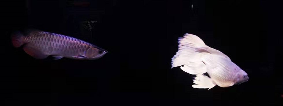 蝴蝶鯉和龍魚可以混養(yǎng)嗎（蝴蝶鯉和龍魚混養(yǎng)的秘訣有三點蝴蝶鯉和龍魚混養(yǎng)的秘訣）