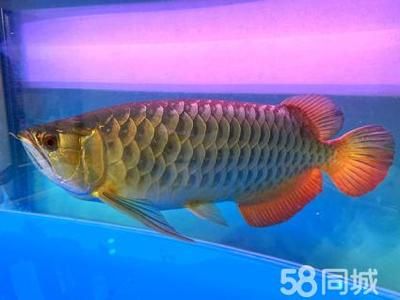 50厘米金龍魚值多少錢人民幣一條呢圖片（50厘米金龍魚價格為什么那么貴金龍魚多少錢一條）