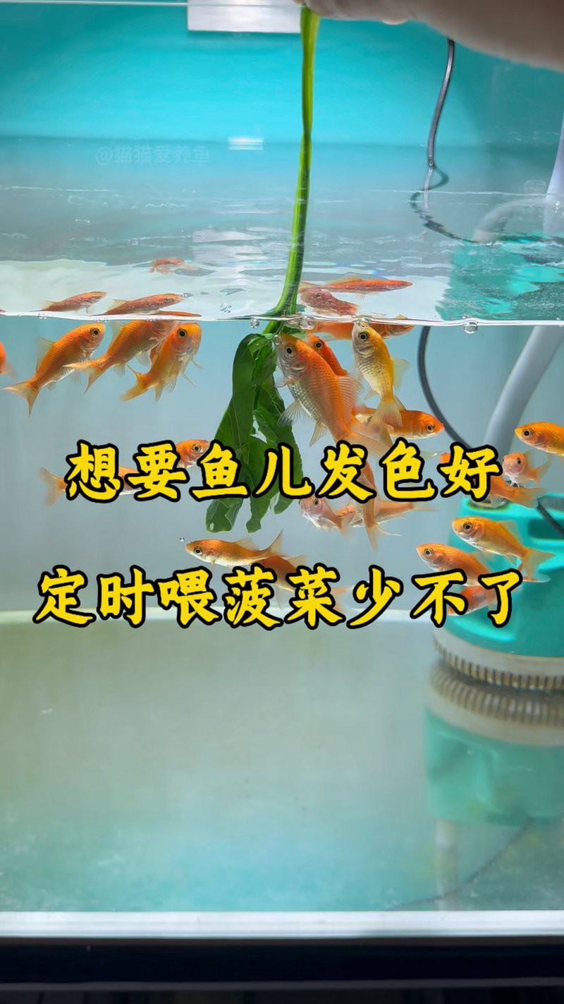 紅龍魚吃蔬菜能增色嗎？