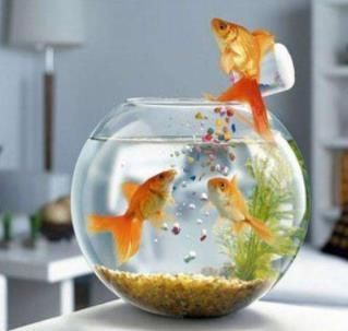 魚缸里的魚發(fā)朋友圈說說（如何拍攝魚缸美照魚缸生態(tài)平衡維護）