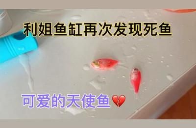 魚缸里的魚發(fā)朋友圈說說（如何拍攝魚缸美照魚缸生態(tài)平衡維護）
