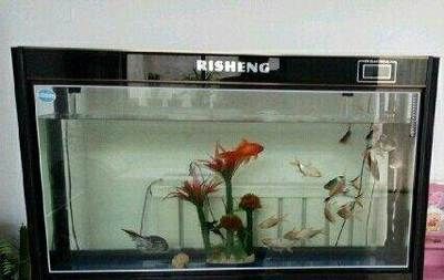 魚缸里的魚發(fā)朋友圈說說（如何拍攝魚缸美照魚缸生態(tài)平衡維護）