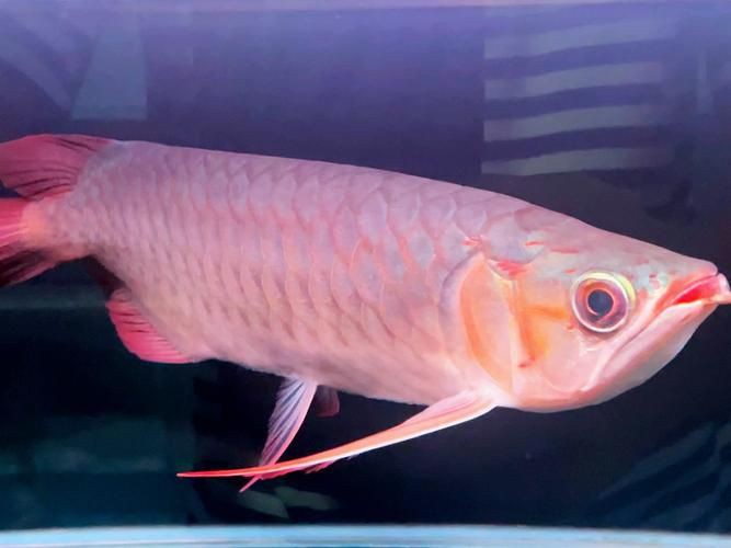 龍魚長什么樣子圖片 龍魚百科 第5張 龍魚長什么樣子圖片 龍魚長什么樣子圖片 龍魚百科 第5張