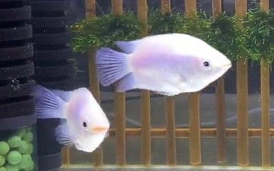 龍魚高檔配魚都有什么魚種，適合與龍魚混養的幾種高檔配魚