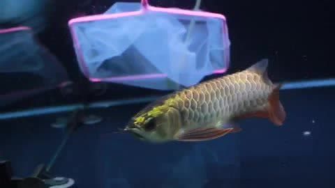 重金屬金龍魚什么意思：\"重金屬金龍魚\"可能是一個誤解