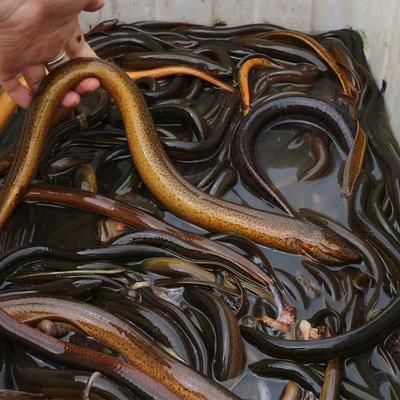 盤龍魚怎么改刀（盤龍魚的改刀方法） 盤龍魚怎么改刀（盤龍魚的改刀方法） 龍魚百科 第4張