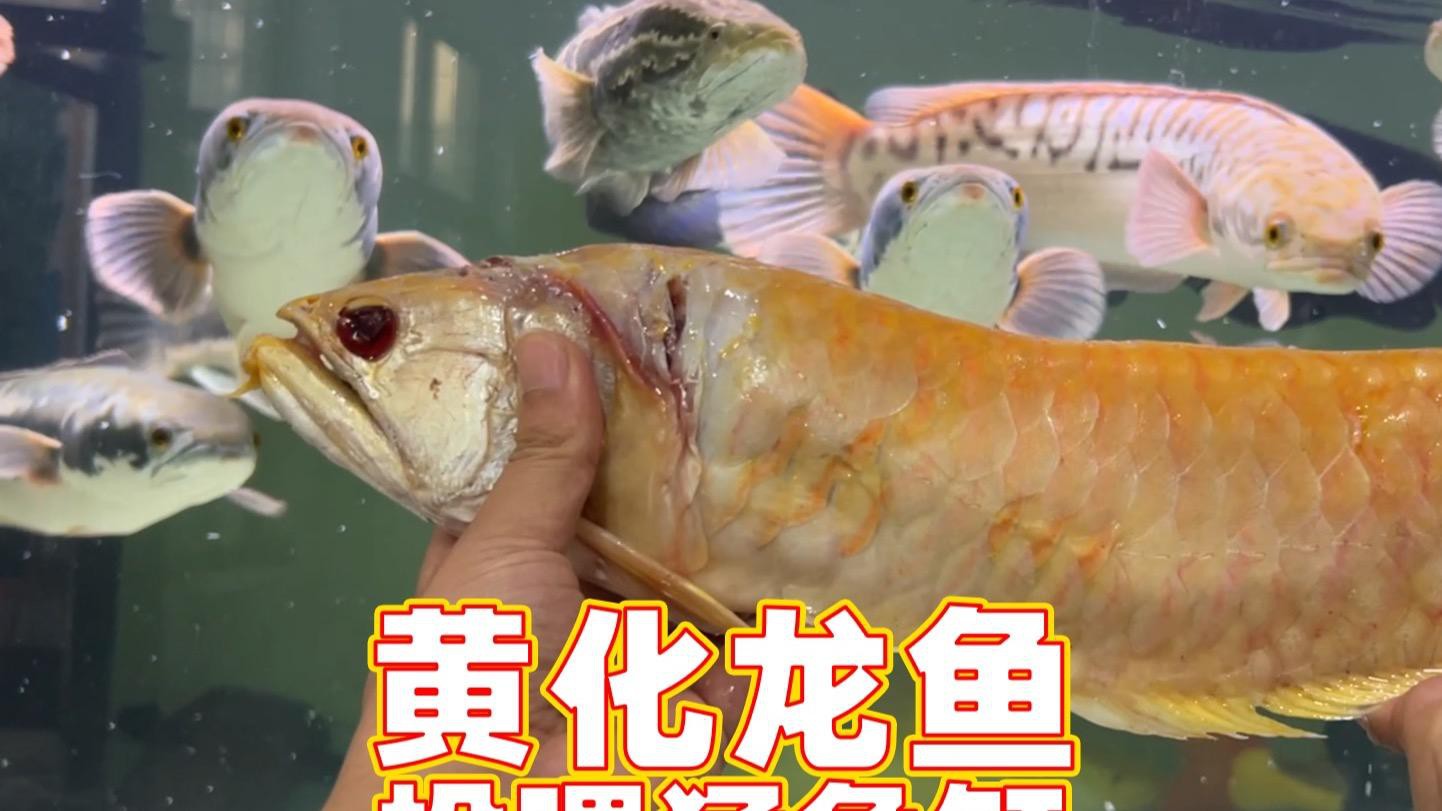 如何預(yù)防龍魚眼睛再次起白膜？