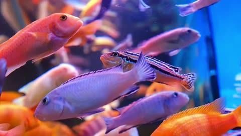 如何辨別觀賞魚健康狀況
