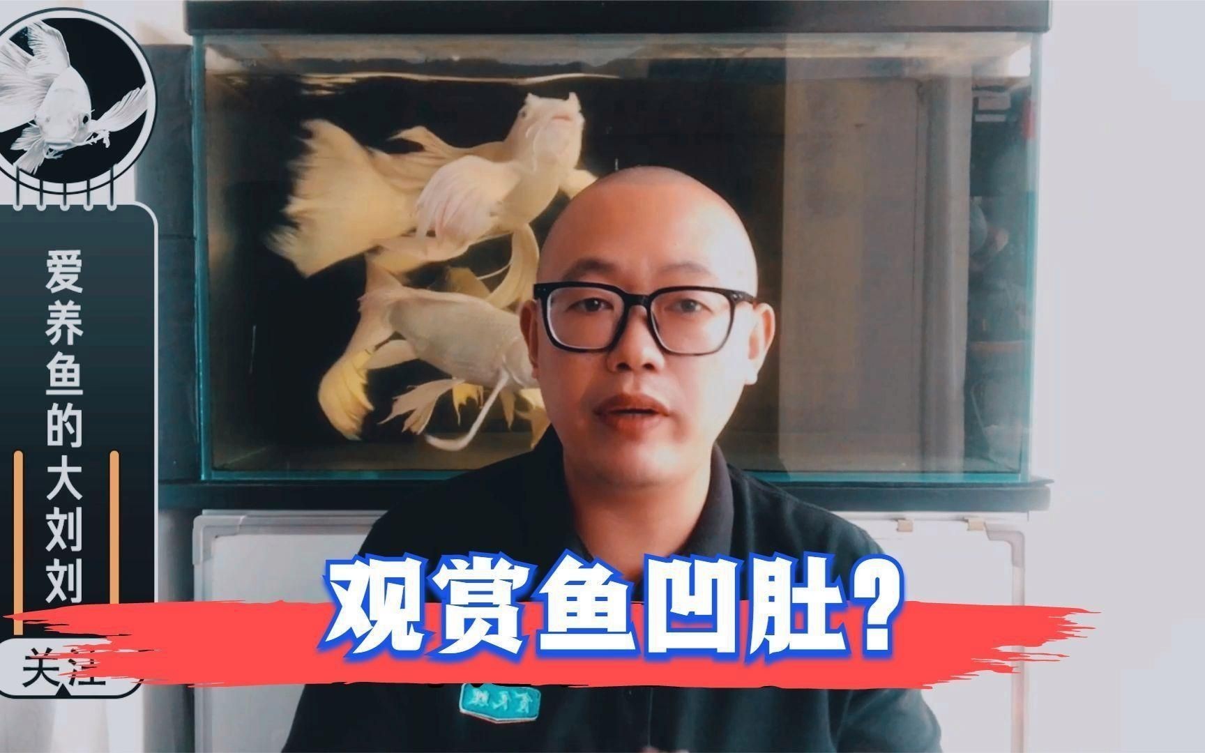 如何辨別觀賞魚健康狀況