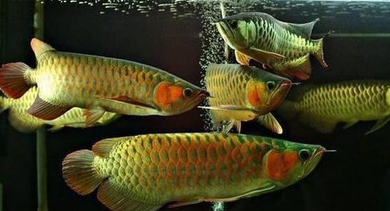 金色銀龍魚價格多少錢一條圖片 金色銀龍魚價格多少錢一條圖片 龍魚百科 第18張