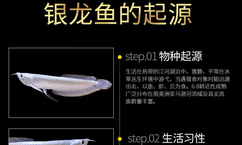 金色銀龍魚價格多少錢一條圖片 金色銀龍魚價格多少錢一條圖片 龍魚百科 第28張
