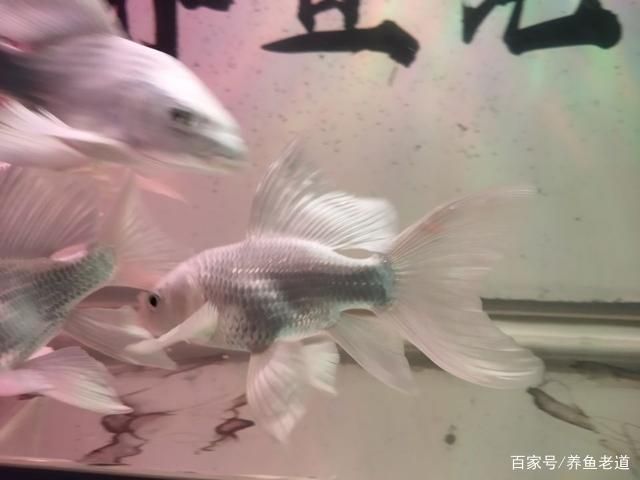 如何挑選高品質龍鳳鯉:如何挑選高品質的龍鳳鯉 龍魚百科 第4張 如何挑選高品質龍鳳鯉:如何挑選高品質的龍鳳鯉 如何挑選高品質龍鳳鯉:如何挑選高品質的龍鳳鯉 龍魚百科 第4張