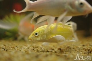 如何挑選高品質龍鳳鯉:如何挑選高品質的龍鳳鯉 龍魚百科 第3張 如何挑選高品質龍鳳鯉:如何挑選高品質的龍鳳鯉 如何挑選高品質龍鳳鯉:如何挑選高品質的龍鳳鯉 龍魚百科 第3張