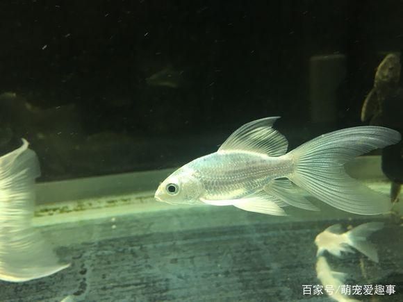 如何挑選高品質龍鳳鯉:如何挑選高品質的龍鳳鯉 龍魚百科 第2張 如何挑選高品質龍鳳鯉:如何挑選高品質的龍鳳鯉 如何挑選高品質龍鳳鯉:如何挑選高品質的龍鳳鯉 龍魚百科 第2張