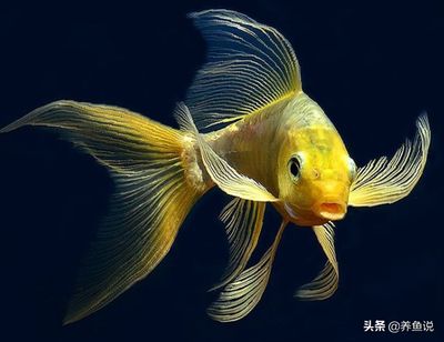 如何挑選高品質龍鳳鯉:如何挑選高品質的龍鳳鯉 龍魚百科 第5張 如何挑選高品質龍鳳鯉:如何挑選高品質的龍鳳鯉 如何挑選高品質龍鳳鯉:如何挑選高品質的龍鳳鯉 龍魚百科 第5張