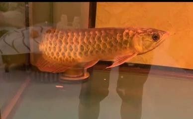 龍魚暴斃原因（如何預防龍魚暴斃）