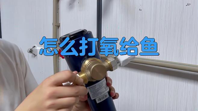 捕捉后如何快速給金龍魚充氧？ 捕捉后如何快速給金龍魚充氧？ 龍魚百科 第7張
