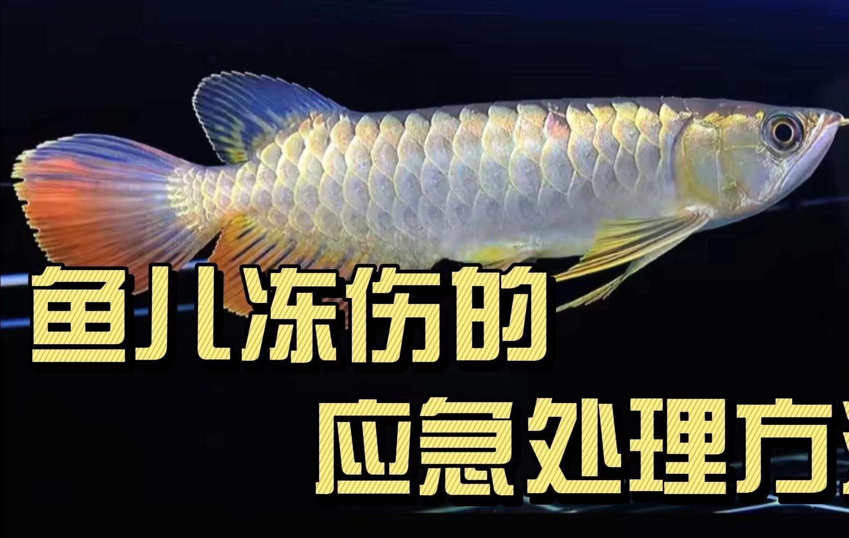 捕捉后如何快速給金龍魚充氧？ 捕捉后如何快速給金龍魚充氧？ 龍魚百科 第5張