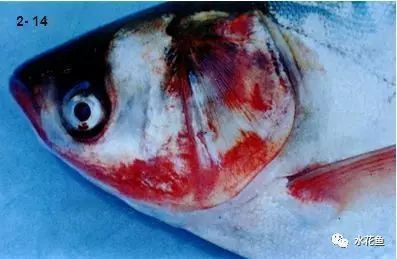 魚充血的死亡率有多高？