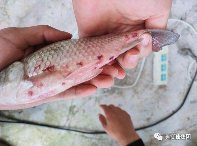 魚充血的死亡率有多高？