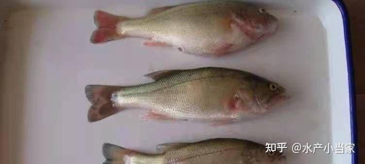 魚充血的死亡率有多高？