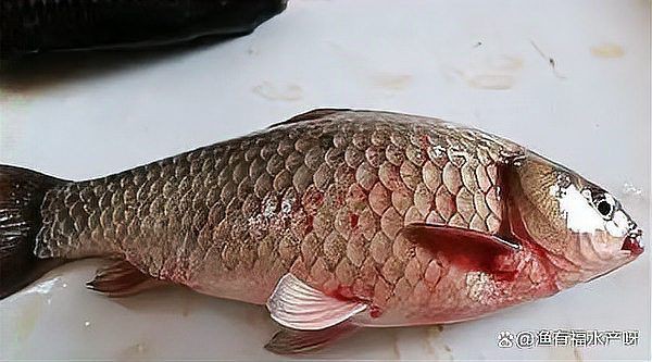 魚充血的死亡率有多高？