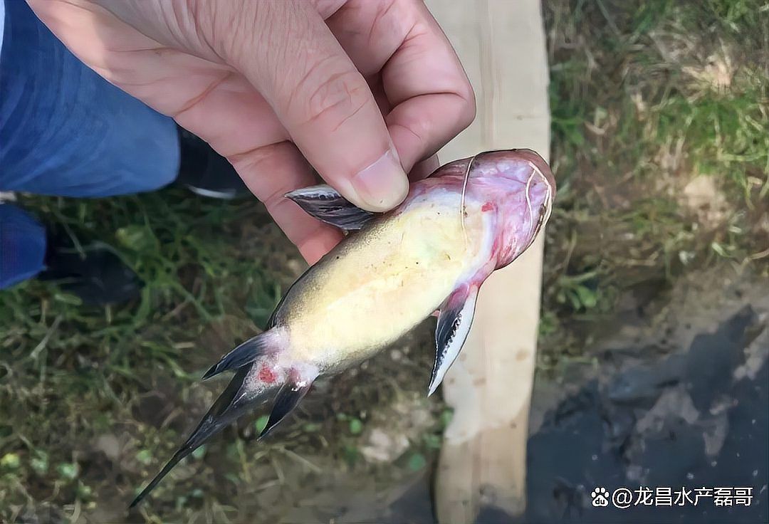 魚充血的死亡率有多高？