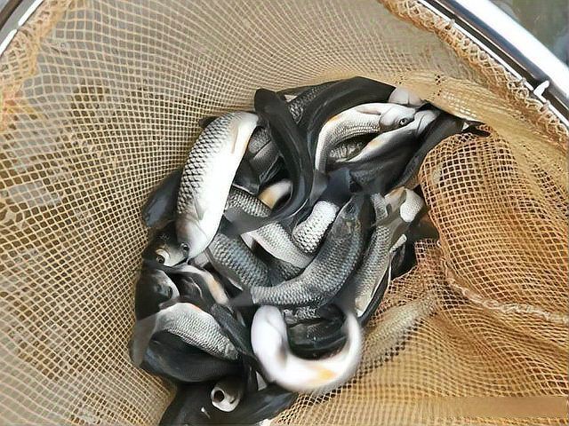 魚充血的死亡率有多高？