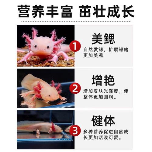恐龍魚吃什么魚糧比較好 恐龍魚吃什么魚糧比較好 龍魚百科 第6張
