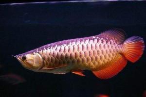 紅龍魚是哪個國家的魚 紅龍魚是哪個國家的魚 龍魚百科 第4張