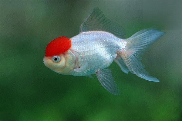 如何預防龍魚患爛鰓病？