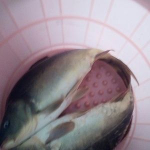 龍魚(yú)之家論壇沒(méi)有了嗎（哪些水族論壇可以作為替代選擇？）