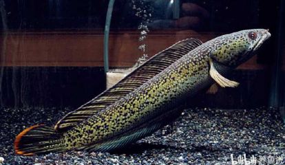 黃金眼鏡蛇雷龍魚怎么養（如何飼養黃金眼鏡蛇雷龍魚）