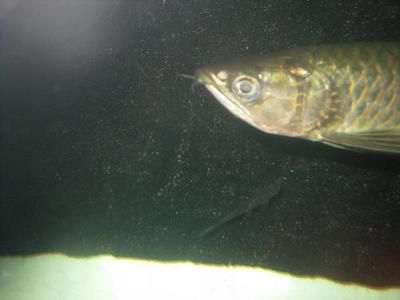 金點龍魚和星點龍魚的區別是什么意思：金點龍魚和星點龍魚的區別