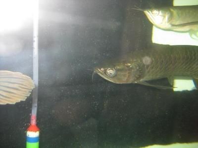 金點龍魚和星點龍魚的區別是什么意思：金點龍魚和星點龍魚的區別