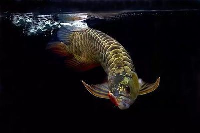 紅龍魚換水頻率：紅龍魚換水注意事項紅龍魚換水注意事項紅龍魚換水注意事項