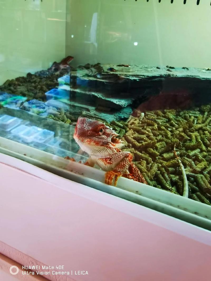 天津哪里賣龍魚比較好吃又便宜