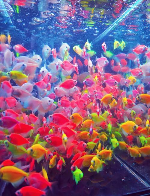 天津哪里賣龍魚比較好吃又便宜