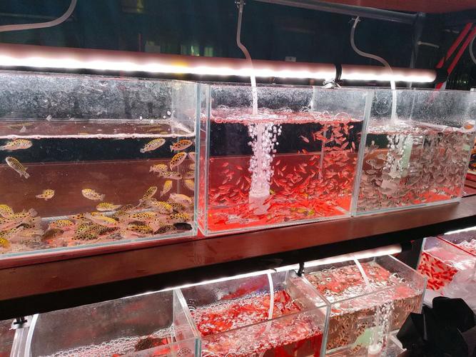 天津哪里賣龍魚比較好吃又便宜