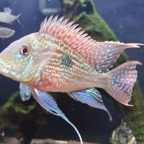 2025年8月祥龍魚場有哪些新品