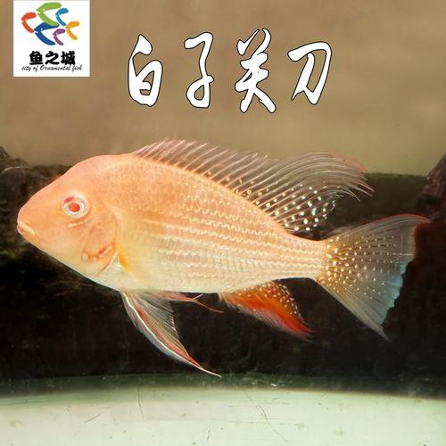 2025年8月祥龍魚場有哪些新品